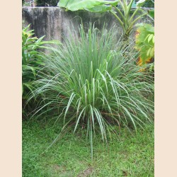Capim limão · 50g