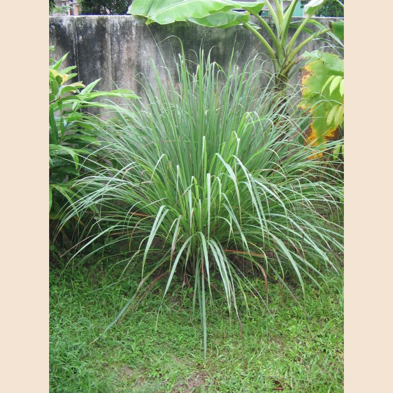 Capim limão · 50g