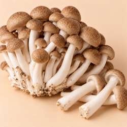Cogumelo shimeji · 200g
